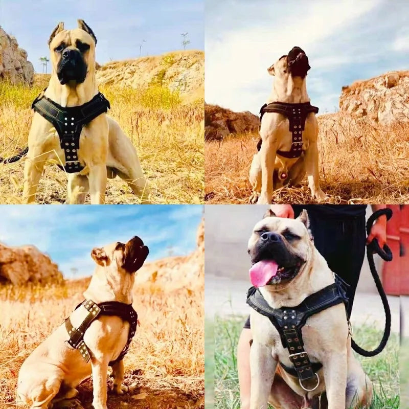 Heavy-Duty 4-Ring Training & Pulling Harness for Large Breeds