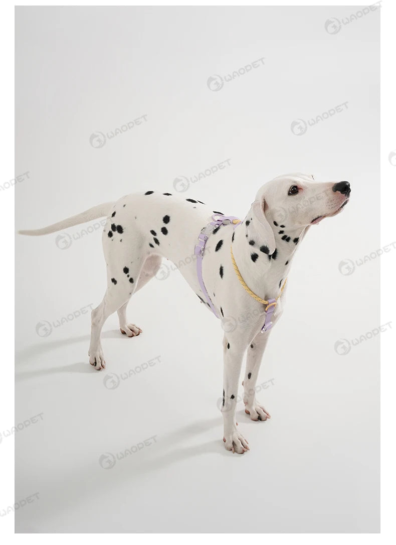 Light Luxury Minimalist PVC & Nylon Dog Harness
