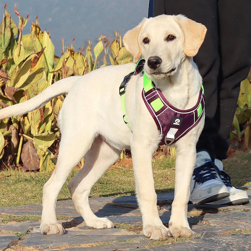 Heavy-Duty Reflective Dog Harness Vest